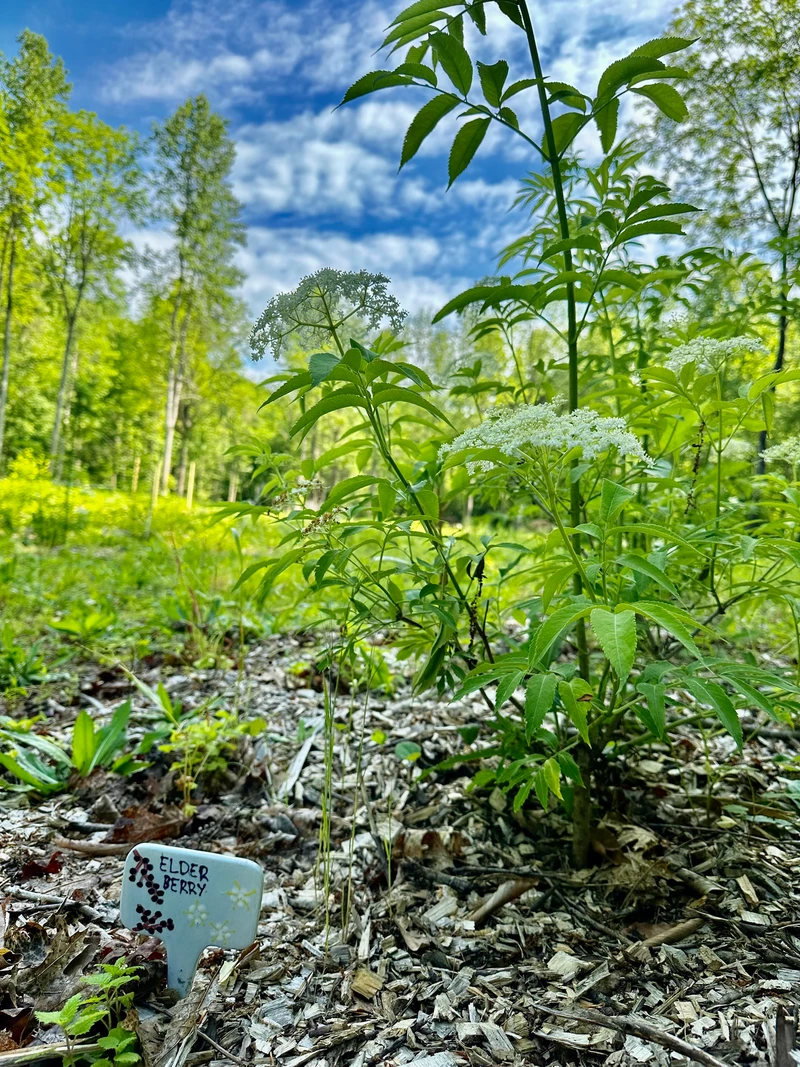 Organically grown berries
