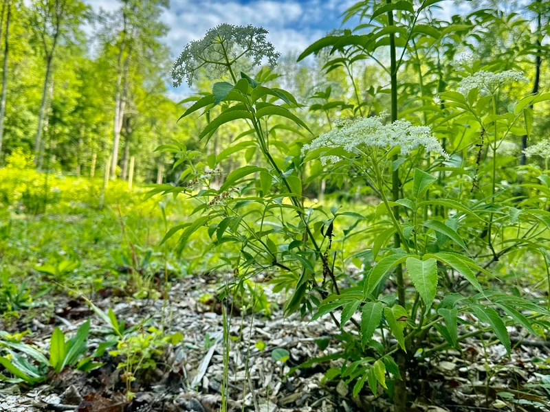 Elderberries growing on the farm